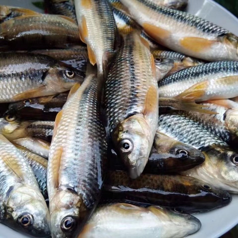 溪石斑鱼马口鱼溪流石斑鱼淡水石斑鱼马口鱼光唇鱼新鲜包邮