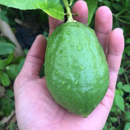 惠州广东香水柠檬