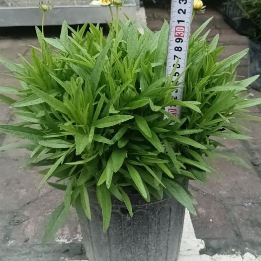 成都金鸡菊（2加仑）