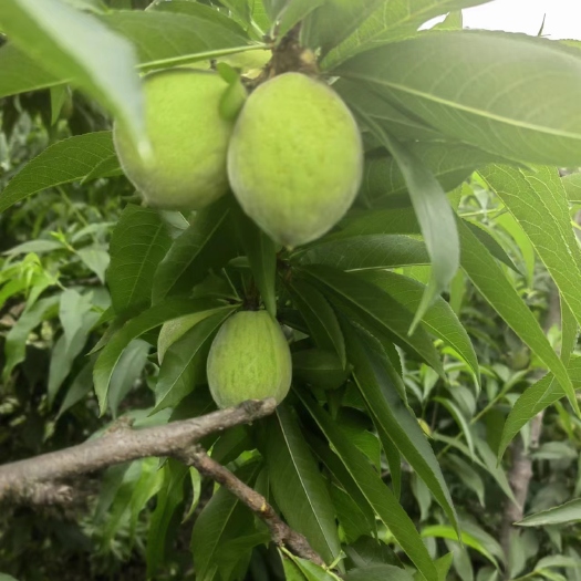 高县锦绣黄桃预购