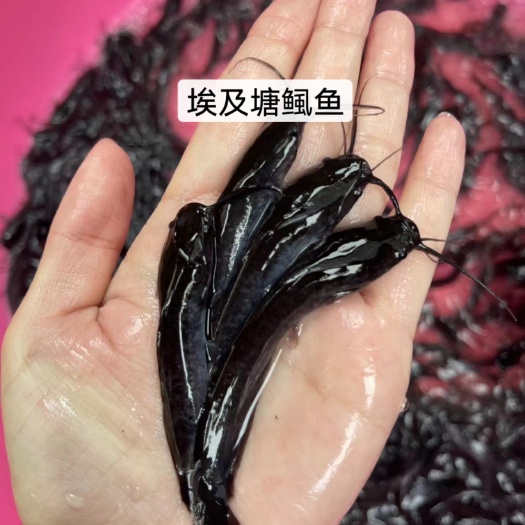 南宁杂交快大品种埃及塘鲺鱼苗，好生养，长得快，不挑水质