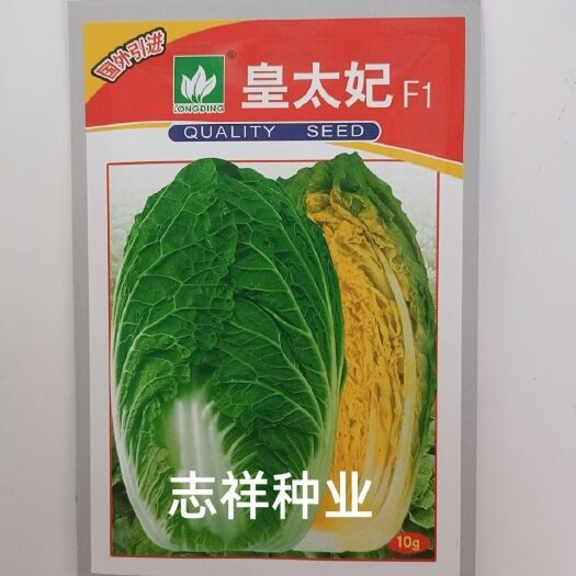 华容县文鼎皇太妃大白菜种子杂交早熟优质耐抽苔55天成熟口感好抗病