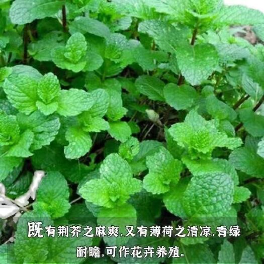 唐河县河南十香菜种子苗石香菜薄荷食用鱼香草四季盆栽蔬苗下单包邮