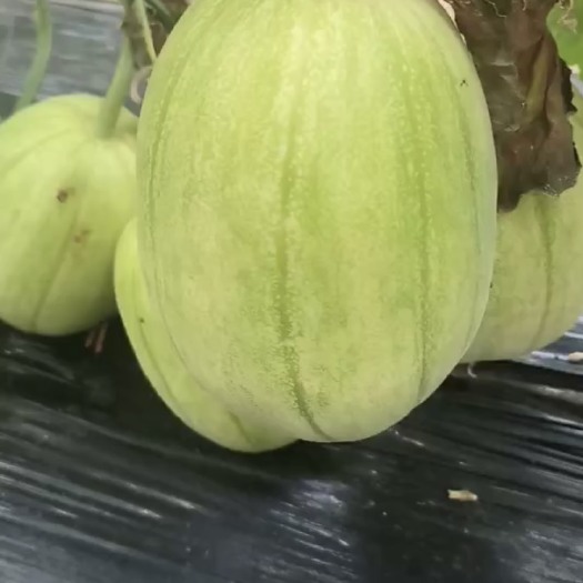 凌海市东北高糖京蜜香瓜
