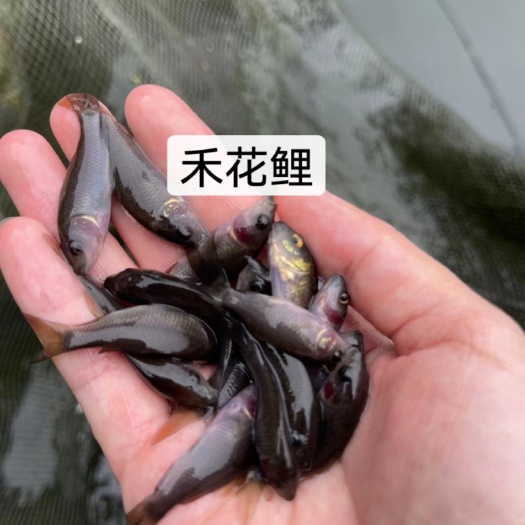 南宁F禾花鲤，改良新品种，大得快，不挑水质，抗病强