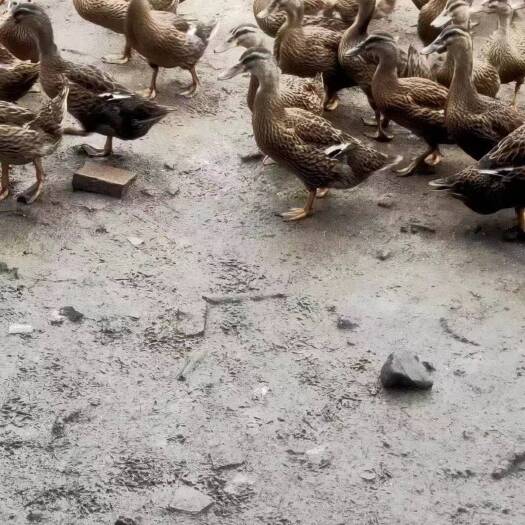 慈溪市鸭