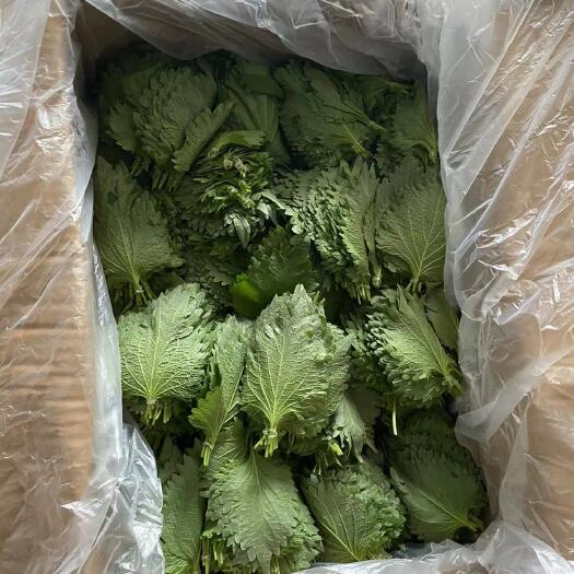 芦溪县日苏大叶，自有基地，价格优势