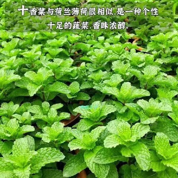 河南十香菜种子苗石香菜薄荷食用鱼香草四季盆栽蔬苗下单包邮