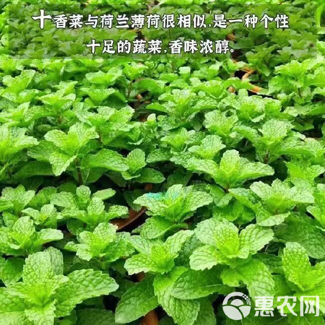 河南十香菜种子苗石香菜薄荷食用鱼香草四季盆栽蔬苗下单包邮