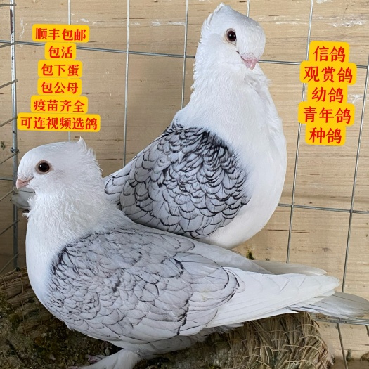 遂平县活体观赏鸽精品淑女鸽大体元宝圆环凤尾毛领血统鸽种鸽幼鸽