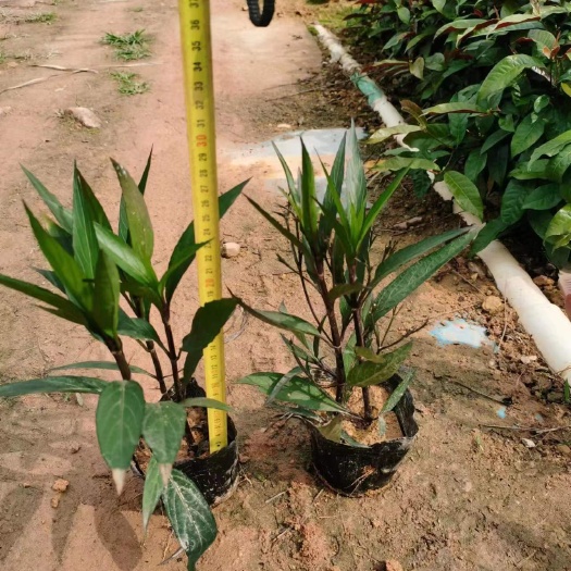 东莞市翠芦莉盆栽  翠芦莉