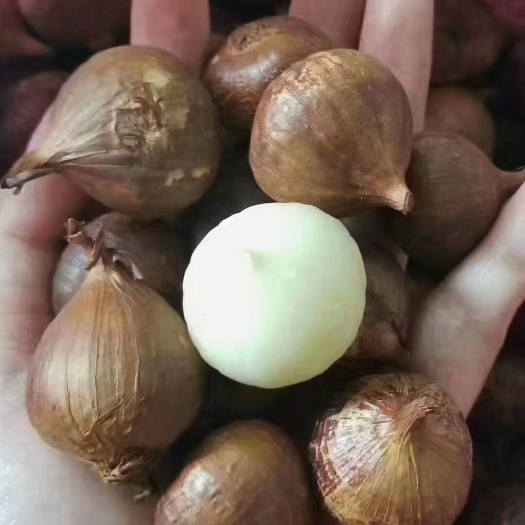 连平县忠信火蒜，配香煮菜