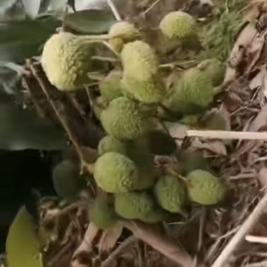 化州市化州中垌妃子笑20号左右釆摘自家种植，价格预定。