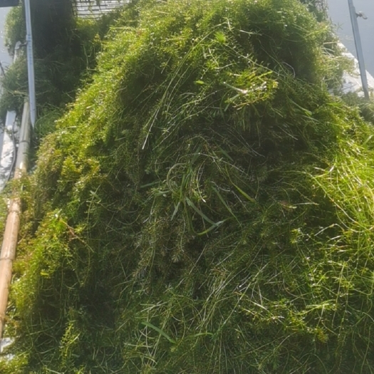 长沙轮叶黑藻虾草水草