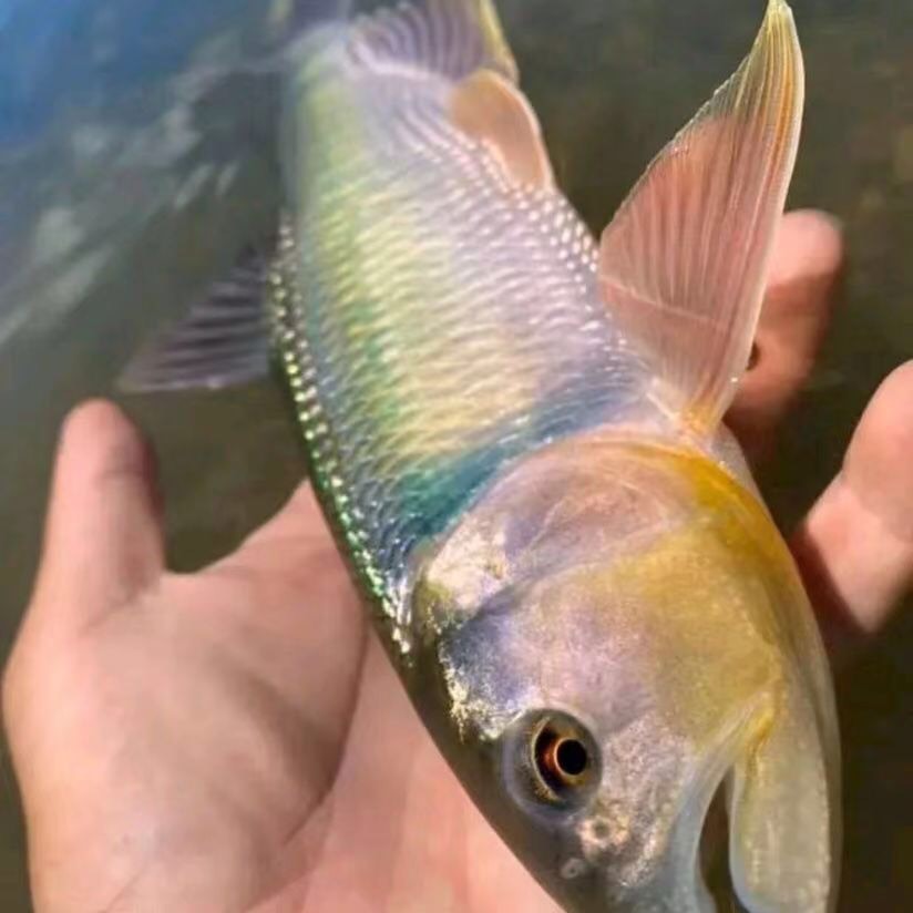 溪石斑鱼马口鱼溪流石斑鱼淡水石斑鱼马口鱼光唇鱼新鲜包邮