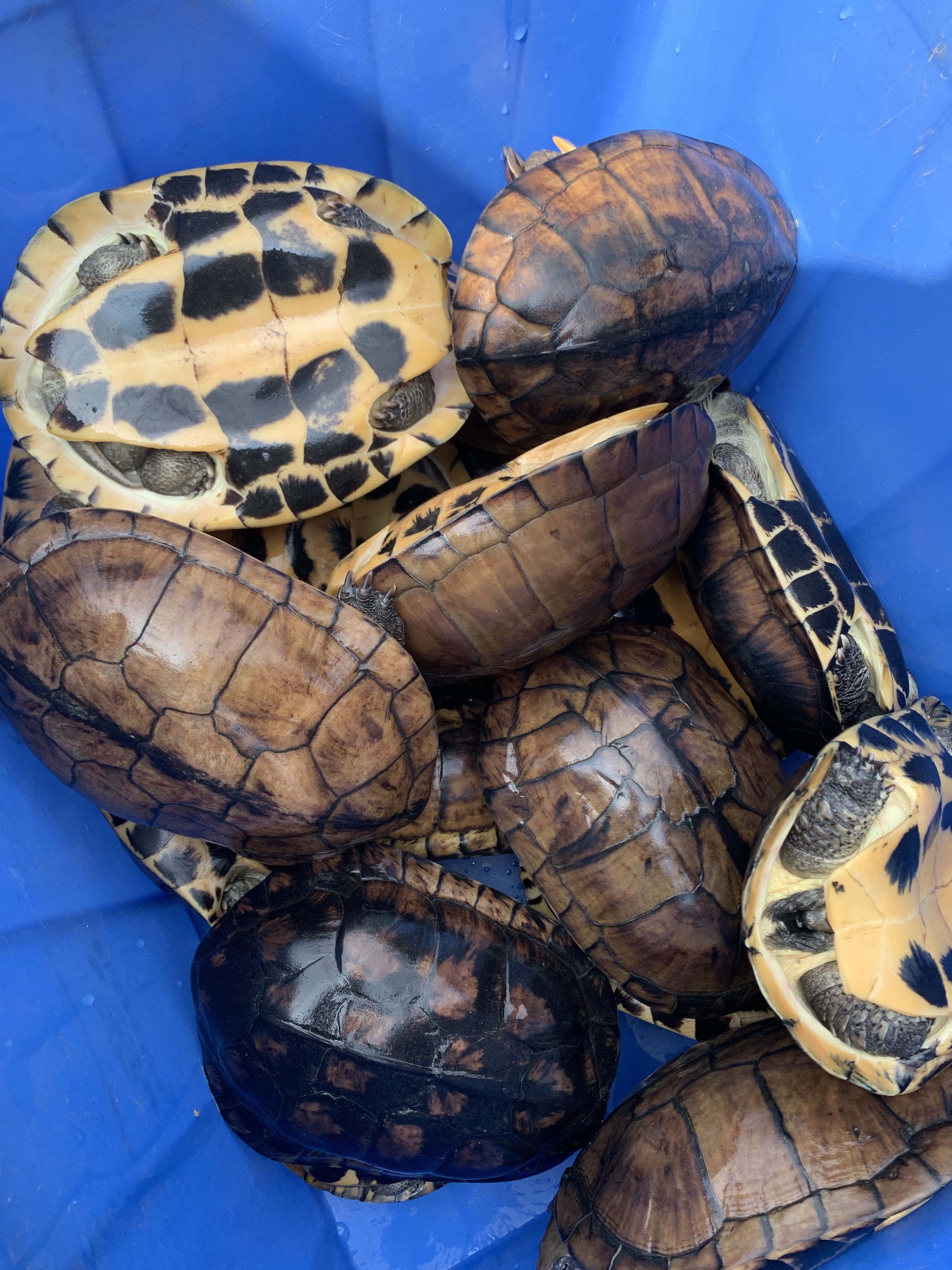 老石金钱  龟、煲汤龟、黄喉、南喉