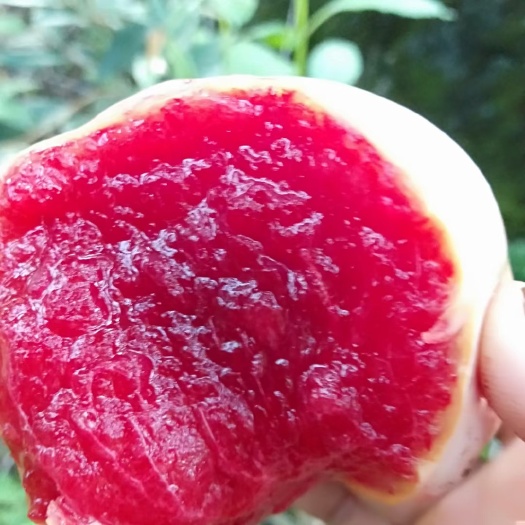 汝城县苹果李（芙蓉李）