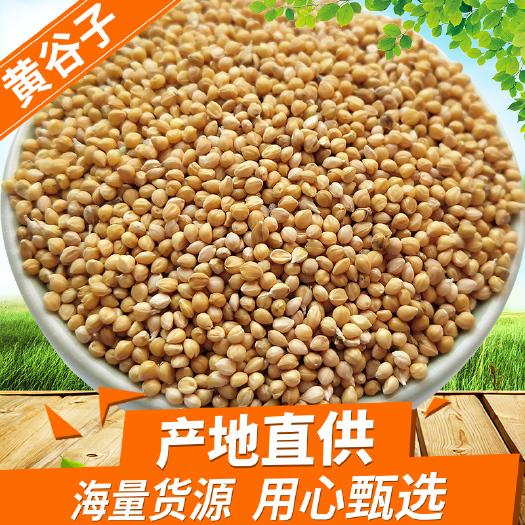 黄谷子批发大颗粒带壳小米杂粮25kg鹦鹉鸟食谷子