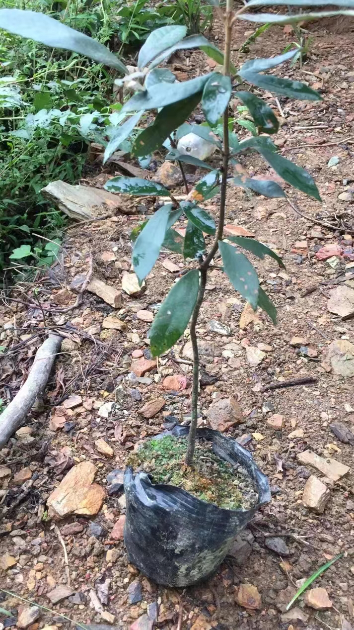 青冈树苗赤皮青冈小苗赤皮青冈杯苗