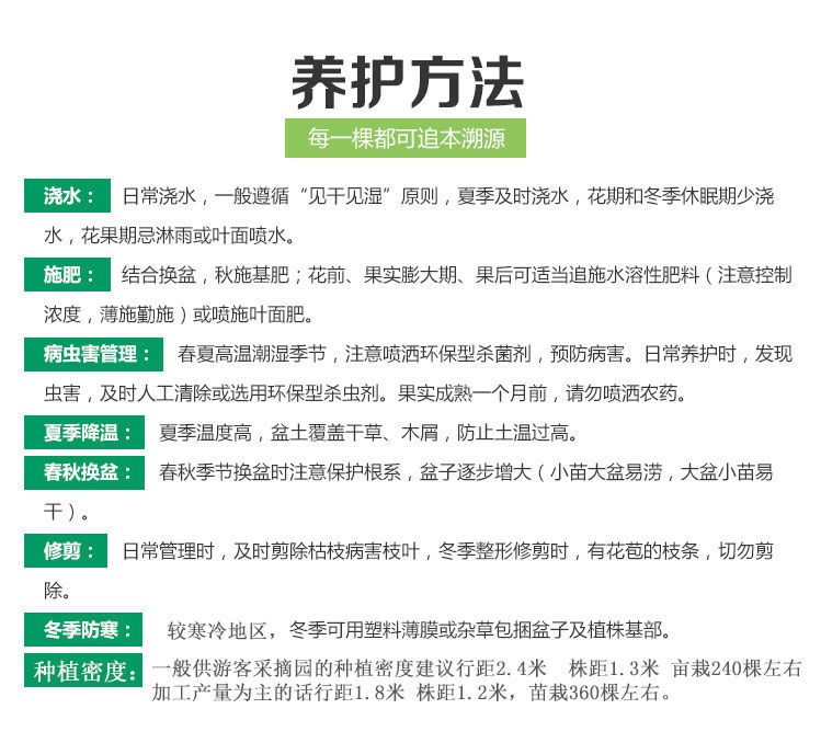 桑葚樹苗白玉王嫁接苗盆栽地栽水果桑椹果樹苗批發(fā)零售