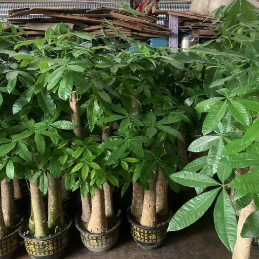 广州步步高发财树，高度一米七以上