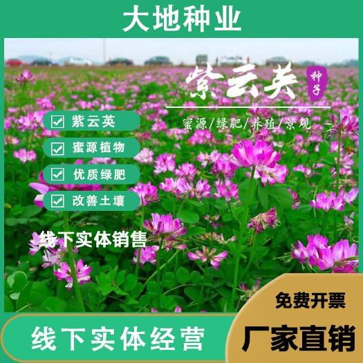 灌云县紫云英种子，红花草种子绿肥牧草种子批发，蜂蜜蜜源绿肥种子草籽