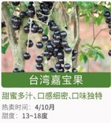 清远高山种植，甜度较高，不打农药