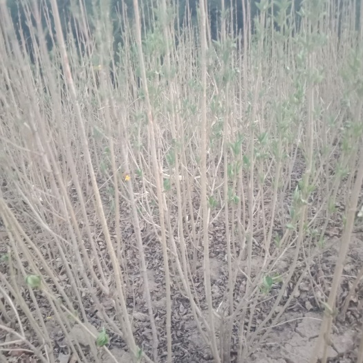 呼和浩特大叶紫丁香