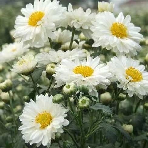 富宁县杭白菊