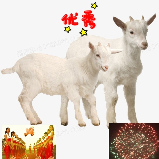 临泉县安徽自己的肉用山羊新品种，皖临白山羊