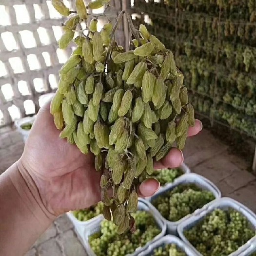 沧县【新疆吐鲁番市特产无核白葡萄干】大颗粒葡萄干蜜饯【全场包邮】