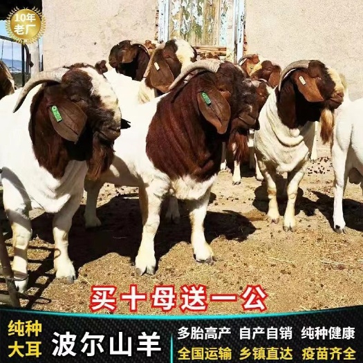 沛县亚洲黄金羊！体型大、繁殖高、适应强、多胎多羔、耐寒耐热！