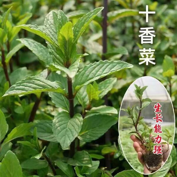 河南十香菜种子苗石香菜薄荷食用鱼香草四季盆栽蔬苗下单包邮