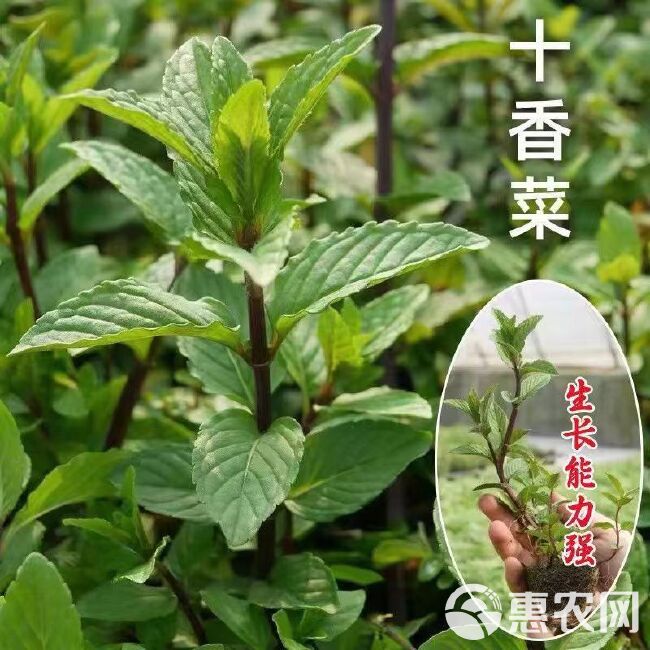 河南十香菜种子苗石香菜薄荷食用鱼香草四季盆栽蔬苗下单包邮