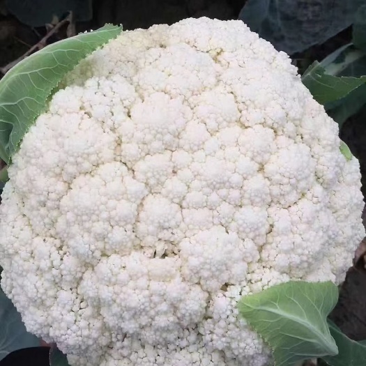 邯郸白花菜花