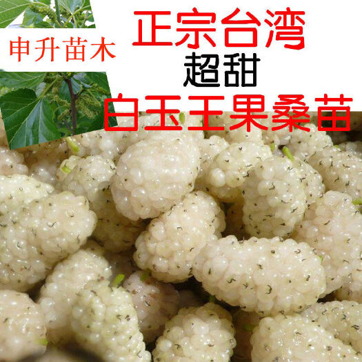 海宁市桑葚树苗白玉王嫁接苗盆栽地栽水果桑椹果树苗批发零售