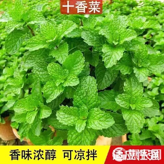 河南十香菜种子苗石香菜薄荷食用鱼香草四季盆栽蔬苗下单包邮