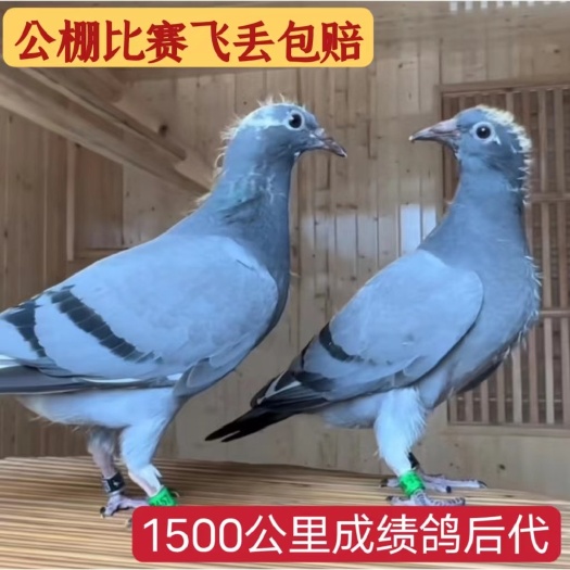 遂平县克拉克血统鸽慕利门詹森西翁成绩鸽赛鸽血统鸽种鸽后代子代