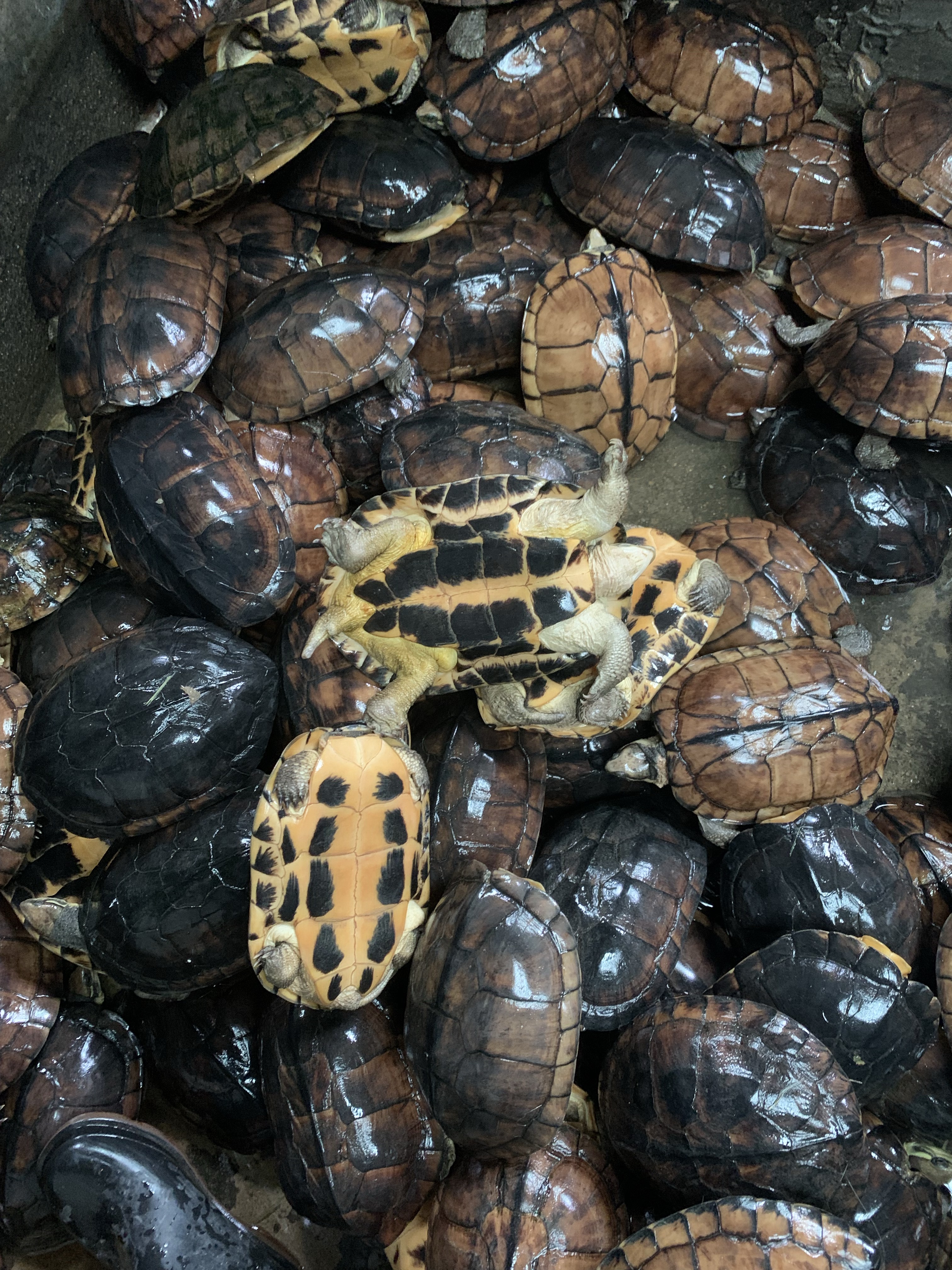 老石金钱  龟、煲汤龟、黄喉、南喉