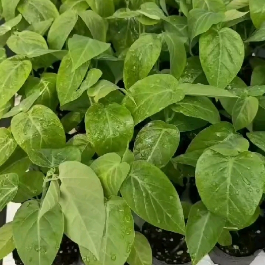 浦北县哥伦比亚热情果苗