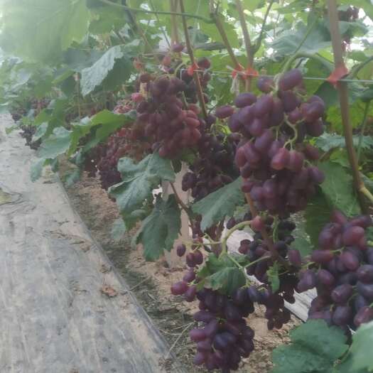 冠县巨盛一号红提葡萄