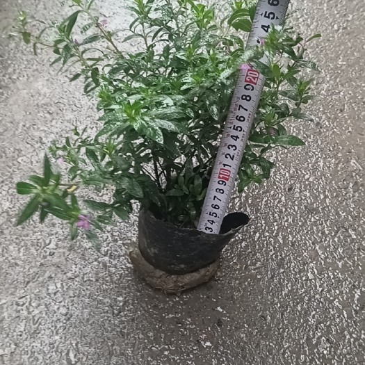 成都满天星