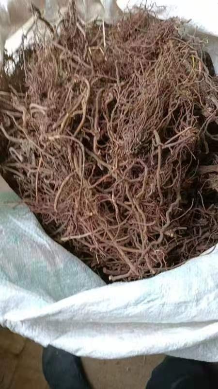 惠民县茜草