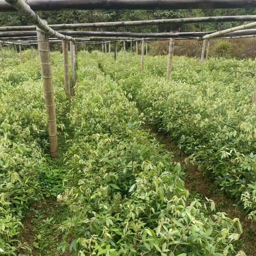 九江青冈树苗赤皮青冈小苗赤皮青冈杯苗