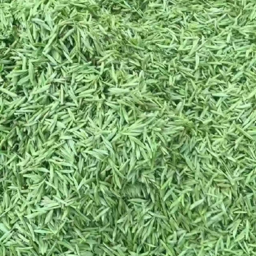麻城市高山清明茶雨前茶