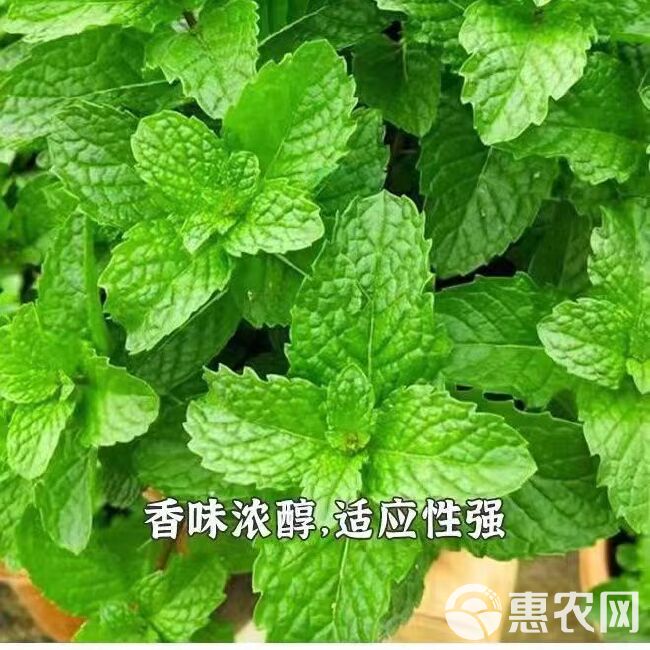 河南十香菜种子苗石香菜薄荷食用鱼香草四季盆栽蔬苗下单包邮