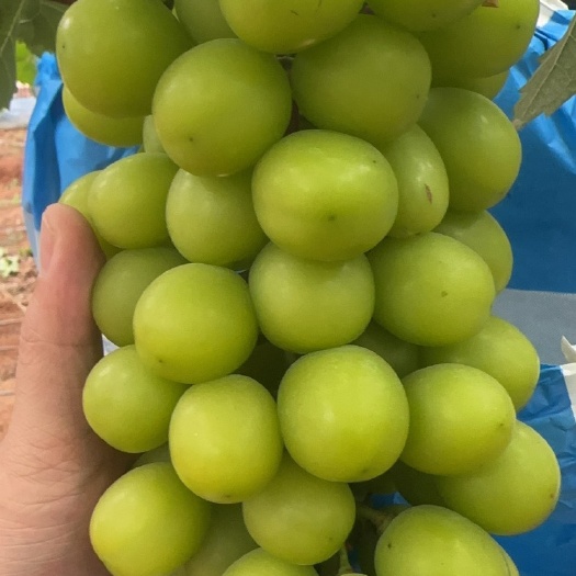 蒙自市大量云南反季节阳光玫瑰  尼娜皇后现货 渠道货各工厂果来对接