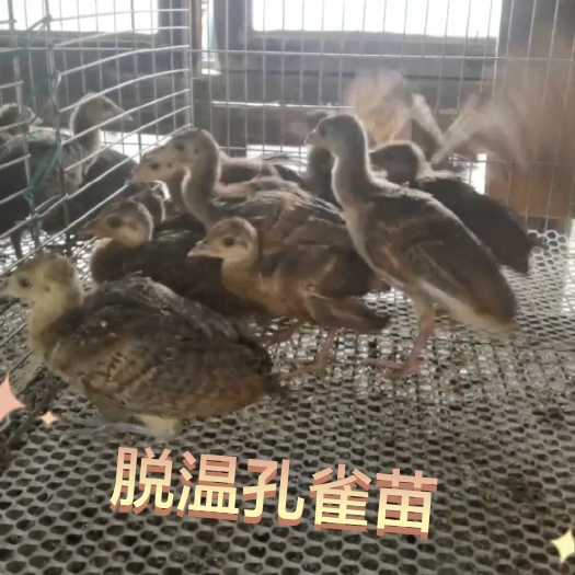 孔雀苗，孔雀