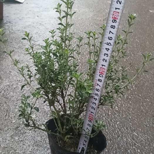 成都六月雪（16杯）