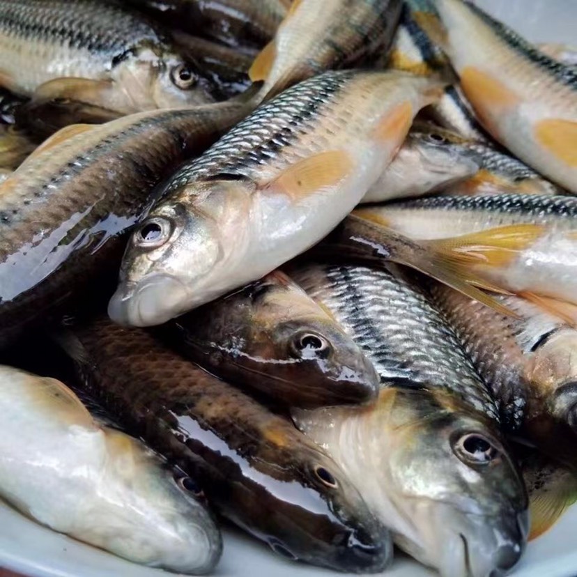 溪石斑鱼马口鱼溪流石斑鱼淡水石斑鱼马口鱼光唇鱼新鲜包邮